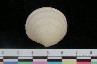 藏品(紅唇滿月蛤)的圖片